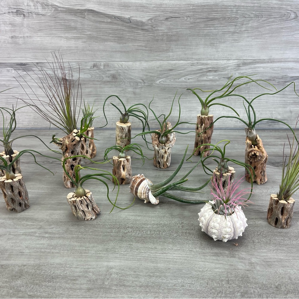 🔆AIR PLANT DRYED CACTUS 🔆 REAL PLANTS DECOR - Picture 8 of 9